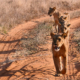 Löwen in einer Reihe in Samburu