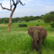 Elefanten im Tarangire Nationalpark