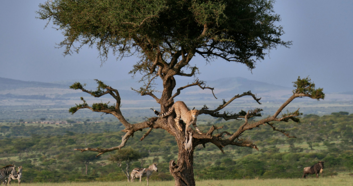 Gepard Baum Ol Kiyei Kenia