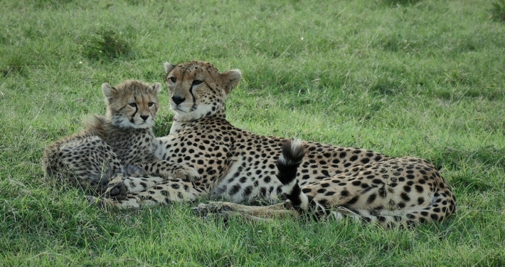 Geparden in der Masai Mara