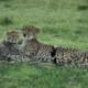 Geparden in der Masai Mara