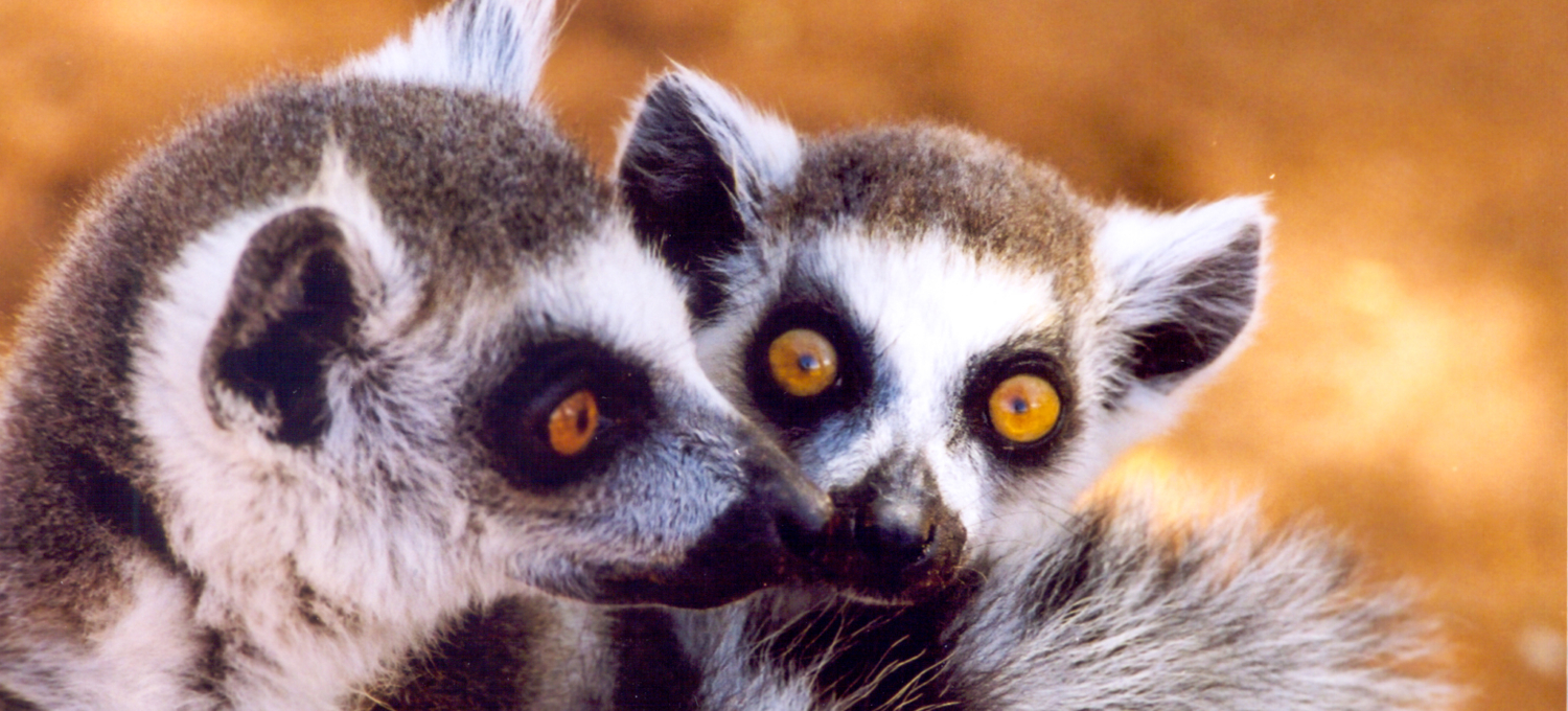 Lemuren auf Madagaskar
