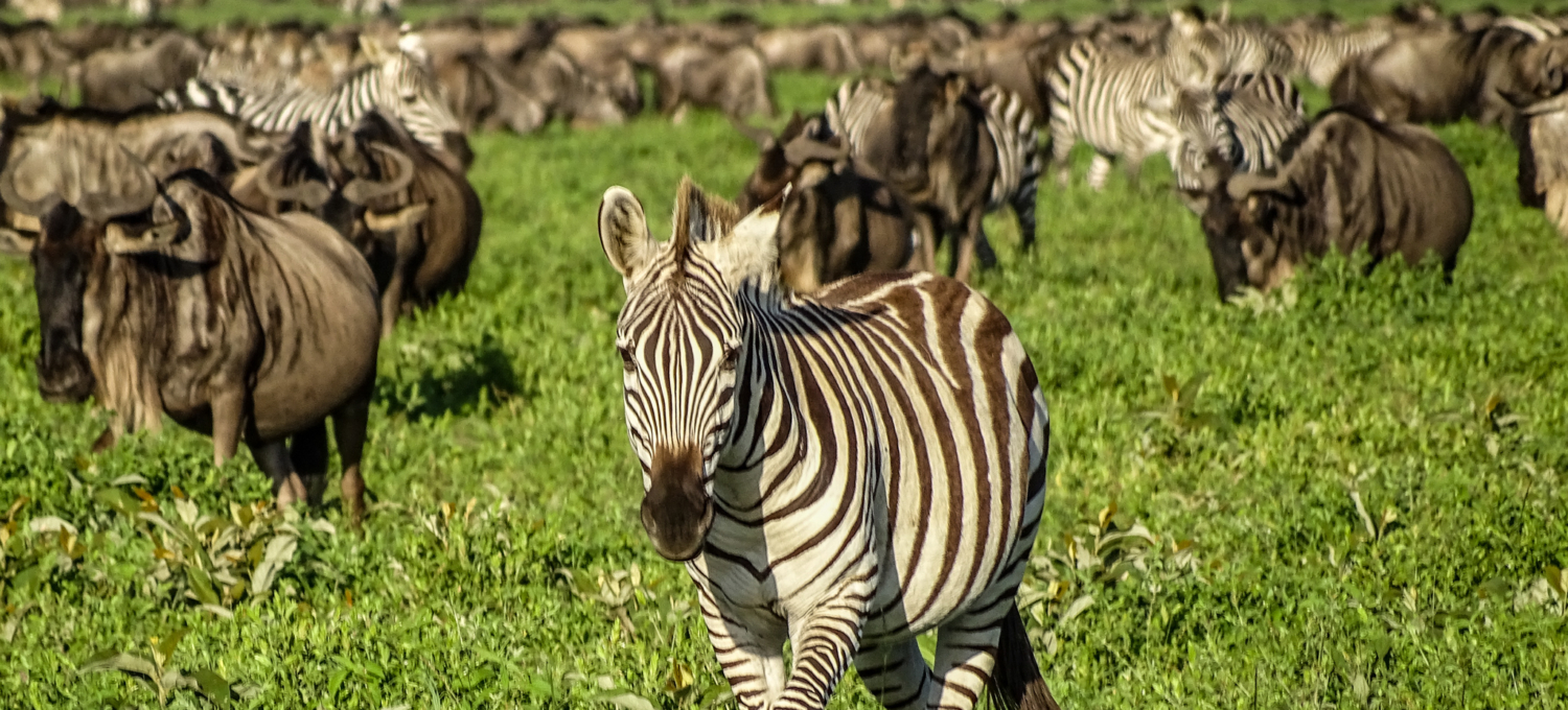 Migration Serengeti 1 Große Migration in der südlichen Serengeti
