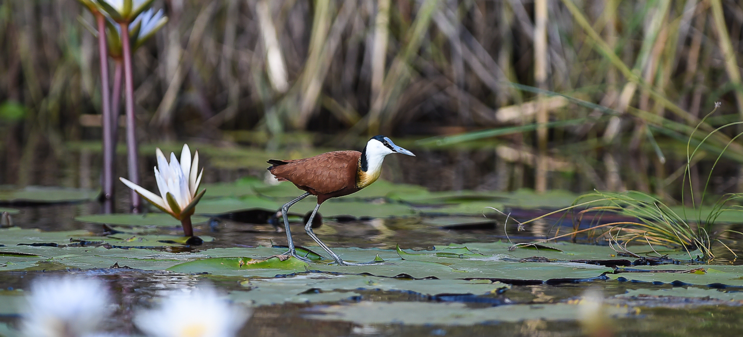 Namibia_Kongola Vogelbeobachtung Caprivi