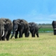 Elefanten im Ngorongoro Tansania