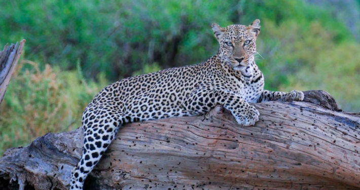 Leopardin auf Baum in Samburu