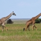 Giraffen in der Serengeti