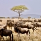 Migration in der Serengeti