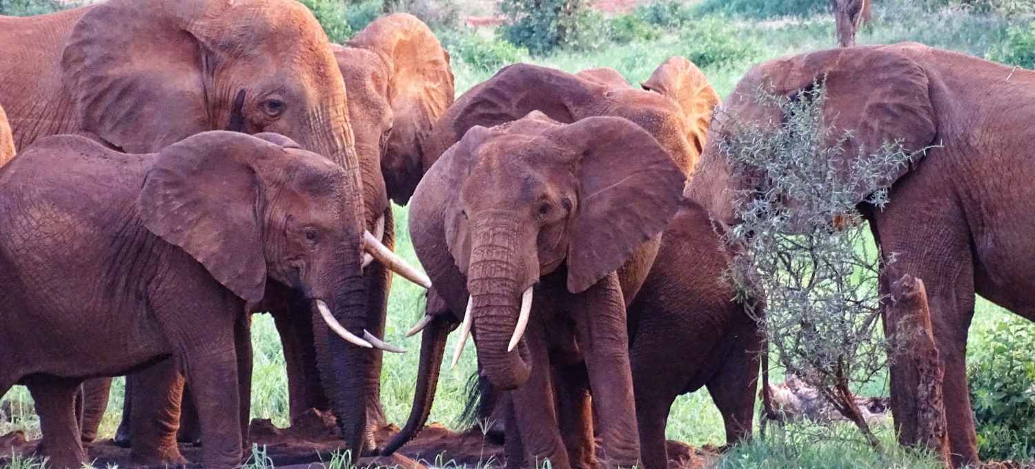 Elefanten im Tsavo West Nationalpark