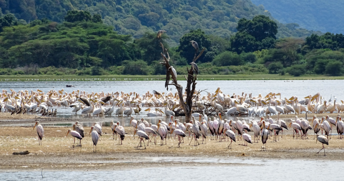 Vogelwelt Lake Manyara