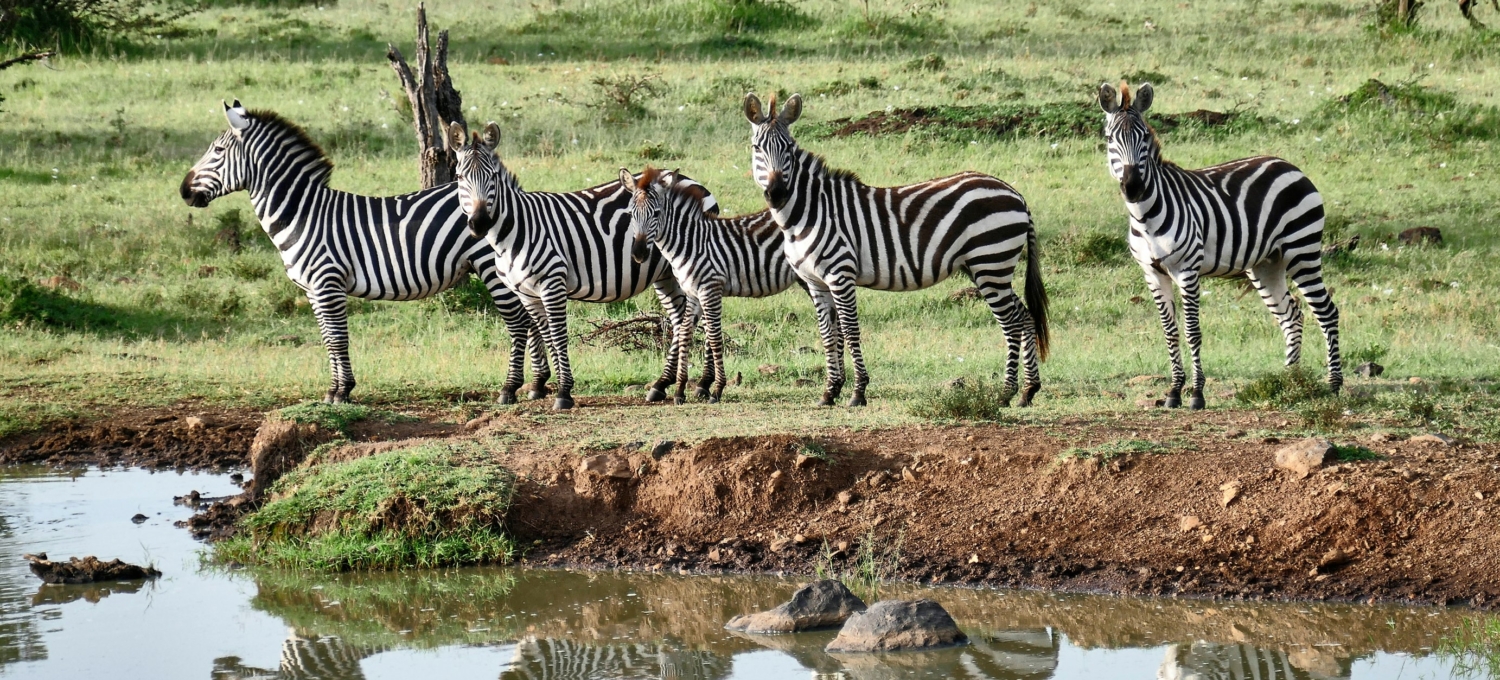 Zebras Ol Kinyei Zebras Ol Kinyei Masai Mara