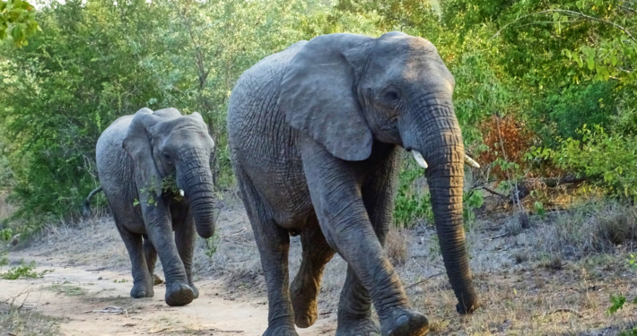 Elefant im Krüger Nationalpark