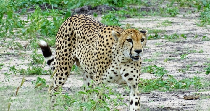 Gepard Tarangire Gepard im Tarangire Nationalpark