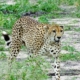 Gepard Tarangire Gepard im Tarangire Nationalpark