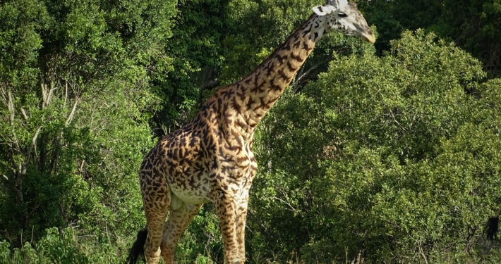 Giraffe Tansania Giraffe in Tansania