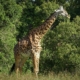 Giraffe Tansania Giraffe in Tansania