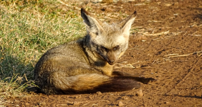 Löffelhund Löffelhund im Ngorongoro Krater