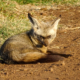 Löffelhund Löffelhund im Ngorongoro Krater