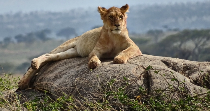 Löwe Serengeti Löwe in der Serengeti