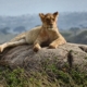 Löwe Serengeti Löwe in der Serengeti