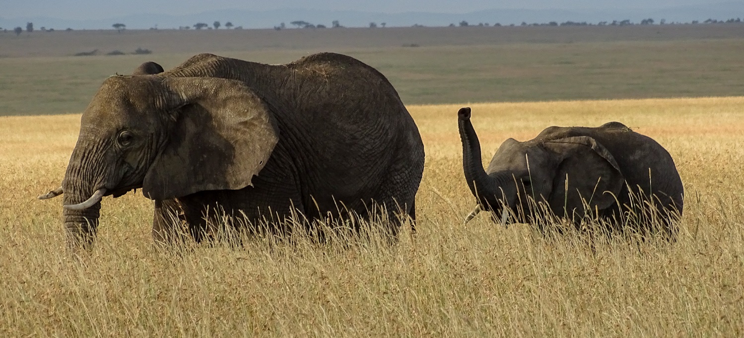 Tansanias Höhepunkte_GonjoyAfrica Elefanten in der Serengeti