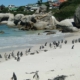 Pinguine in Südafrika