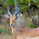 Antilope im Hwange Nationalpark