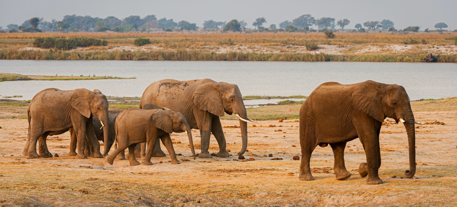 Elefanten am Chobe River