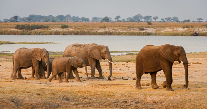 Elefanten am Chobe River