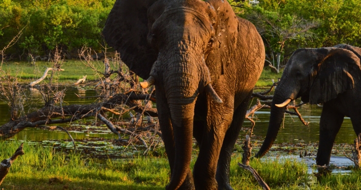 Elefant auf einer Botswana Reise
