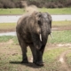Elefant am Lake Manze