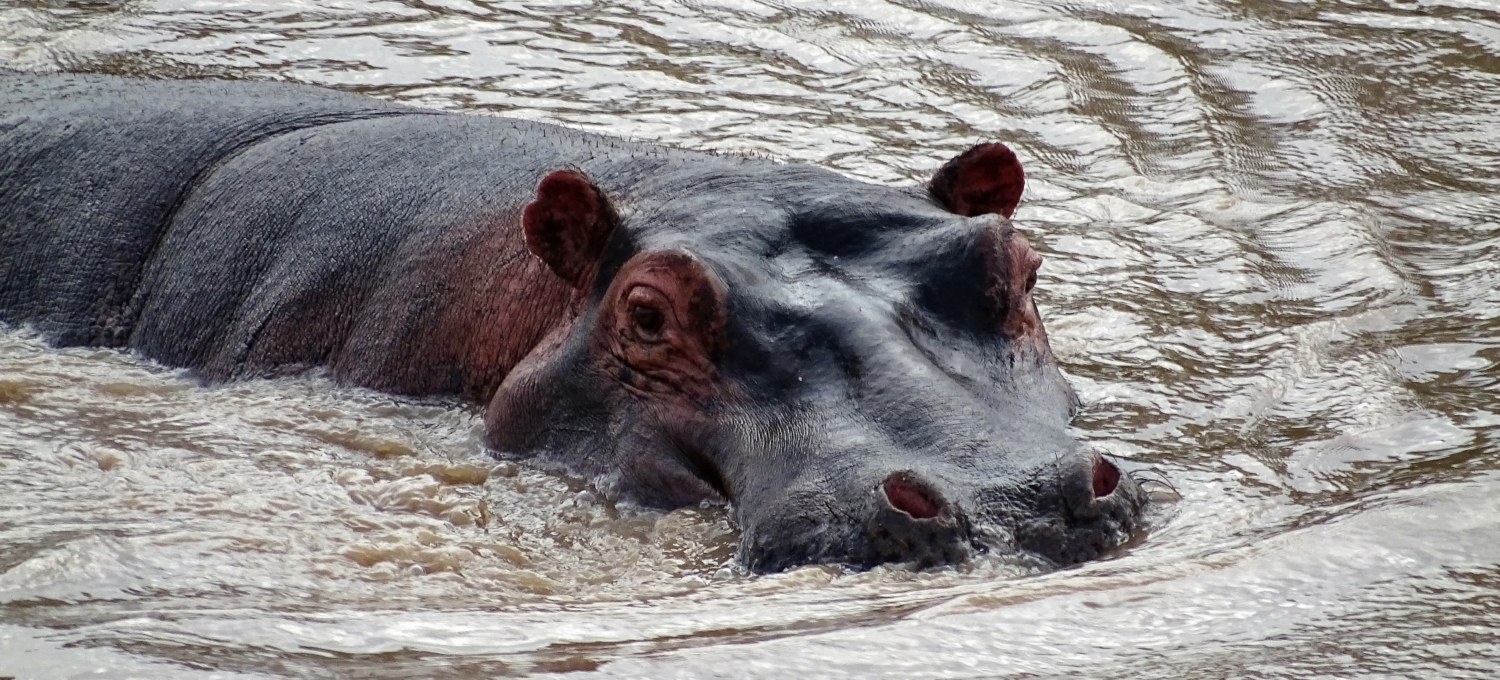 Hippo in Tansania