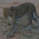 Leopard in Kenia