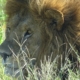 Löwe in der Serengeti