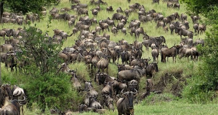 Große Migration Gnus
