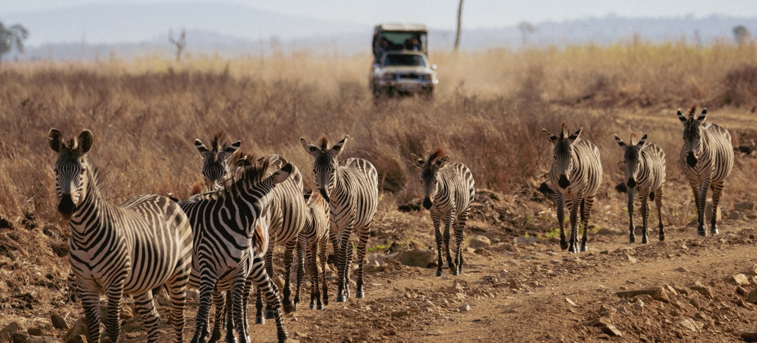 Mikumi 1 (2) Zebra Gruppe im Mikumi Nationalpark