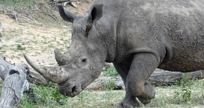 Nashorn im Krüger Nationalpark