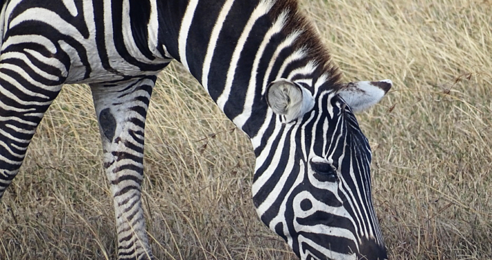 Zebra Masai Mara