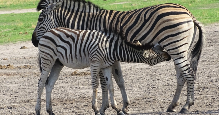 Zebras Moremi