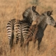 Zebras im Mikumi Nationalpark