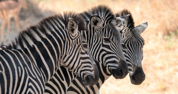 Zebras im Ruaha Nationalpark
