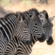 Zebras im Ruaha Nationalpark