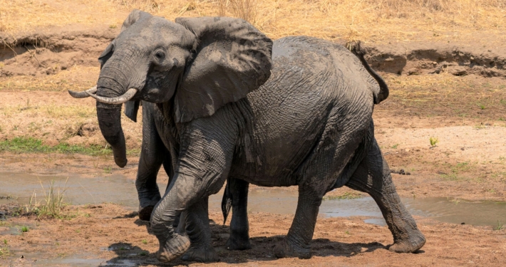 rennender Elefant im Ruaha Nationalpark