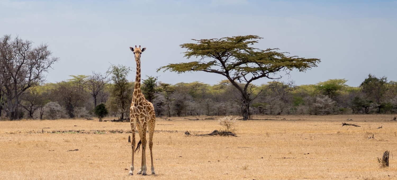 Giraffe Lake Tagalala Giraffe Lake Tagalala