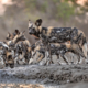 Wildhunde im Kanga Camp