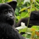 kleiner Gorilla