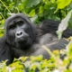 Gorilla in Uganda