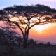 Masai Mara