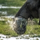 Elefant in Südafrika