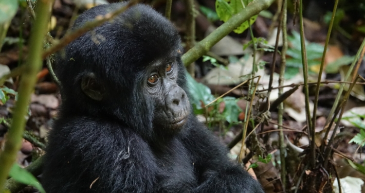 Gorilla in Uganda